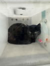 adoptable Cat in dallas, TX named LOUIS