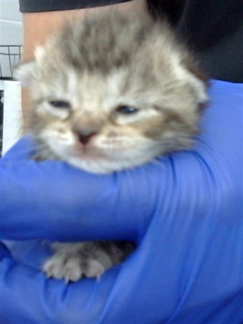 adoptable Cat in Dallas, TX named CHEWIE