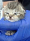 adoptable Cat in dallas, TX named CHEWIE
