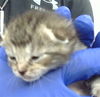 adoptable Cat in dallas, TX named MANDRAGORA