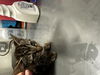 adoptable Cat in dallas, TX named KEY LIME