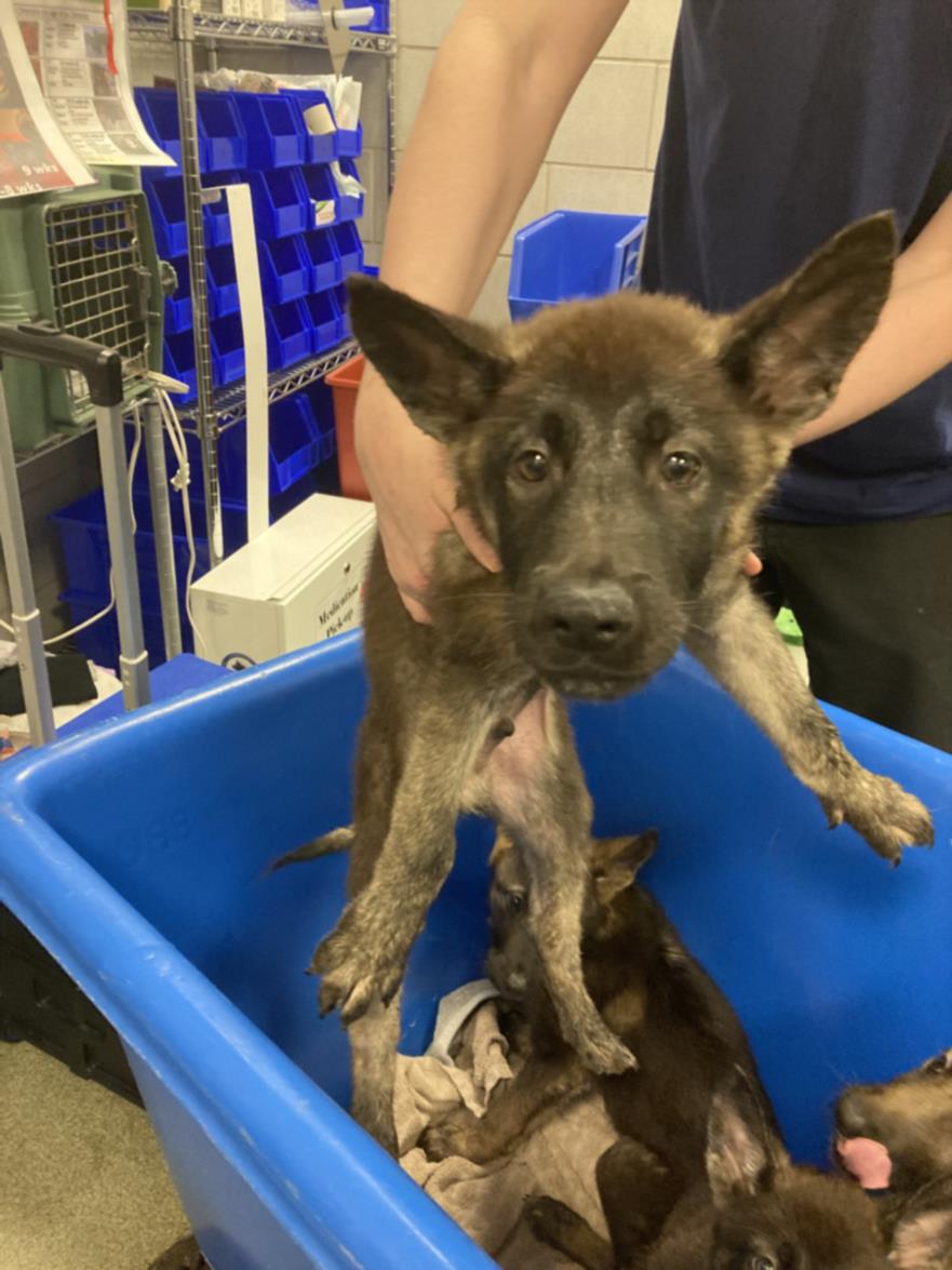 adoptable Dog in Dallas, TX named KYLO