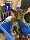 adoptable Dog in dallas, TX named KYLO
