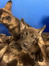 adoptable Dog in dallas, TX named LOWKEY