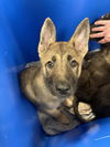 adoptable Dog in dallas, TX named BLONDEY