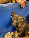adoptable Dog in dallas, TX named MONNET