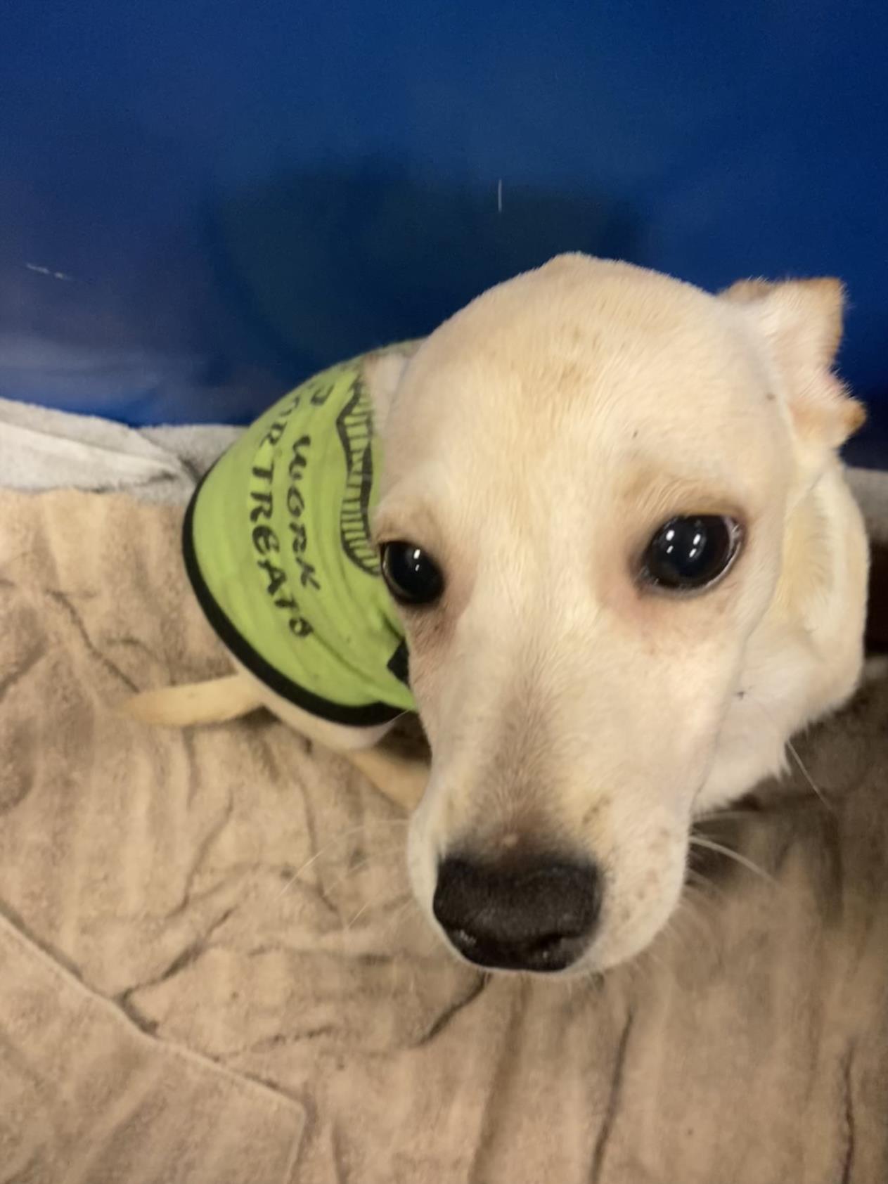 adoptable Dog in Dallas, TX named ISIAH