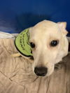 adoptable Dog in dallas, TX named ISIAH