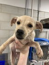 adoptable Dog in dallas, TX named ISSAAC