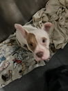 adoptable Dog in dallas, TX named ALEXA