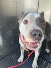 adoptable Dog in dallas, TX named DART