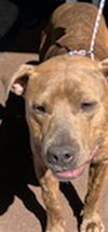 adoptable Dog in dallas, TX named BAMBAM
