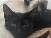 adoptable Cat in dallas, TX named MERLOT