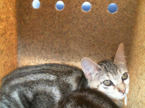 RUBY - Domestic Short Hair available for adoption
