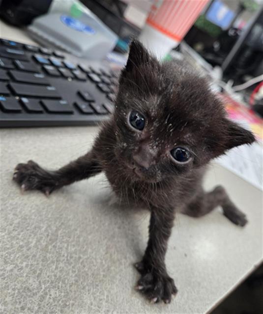 adoptable Cat in Dallas, TX named MANIFESTO