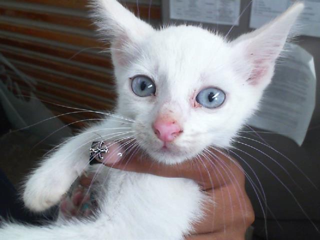 adoptable Cat in Dallas, TX named FROST