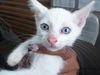adoptable Cat in dallas, TX named FROST