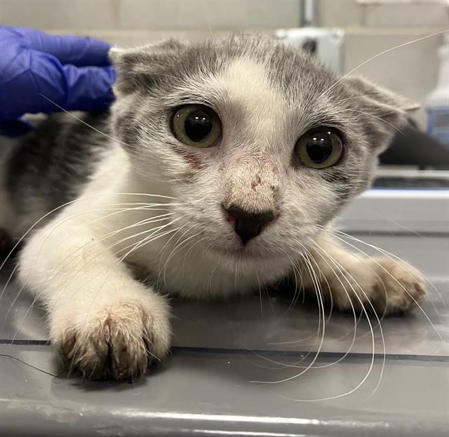 adoptable Cat in Dallas, TX named BUTTERFINGER