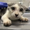 adoptable Cat in dallas, TX named BUTTERFINGER