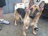 adoptable Dog in dallas, TX named BABY