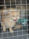 adoptable Cat in dallas, TX named MADDIE