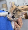 adoptable Cat in dallas, TX named ANNALI