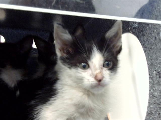 adoptable Cat in Dallas, TX named JIM