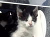 adoptable Cat in dallas, TX named JIM