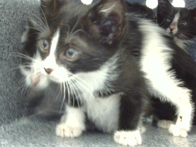 adoptable Cat in Dallas, TX named DAN