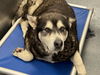 adoptable Dog in dallas, TX named ALPHA