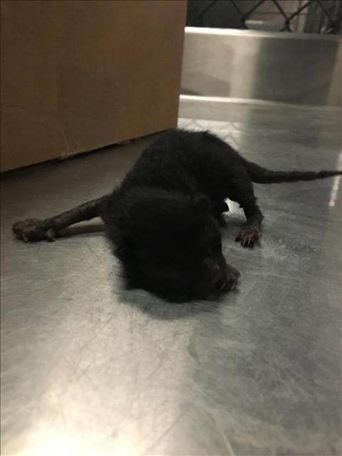 adoptable Cat in Dallas, TX named NIGHT-NIGHT
