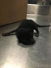 adoptable Cat in dallas, TX named NIGHT-NIGHT