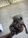 adoptable Cat in  named LITTLE GREY