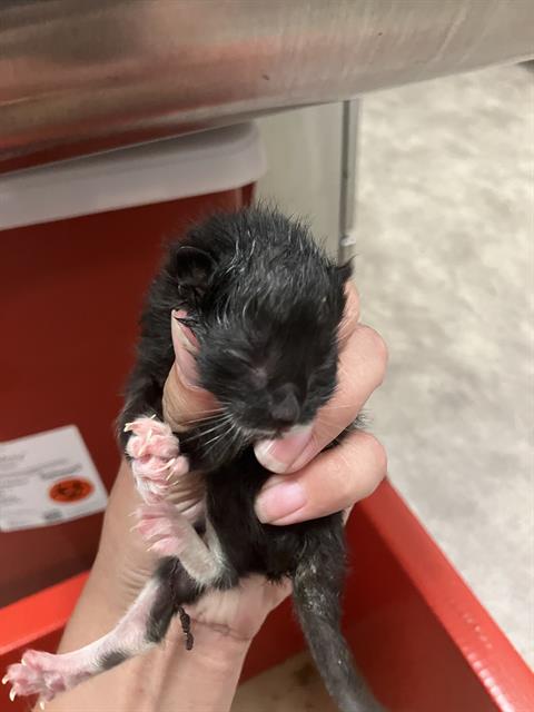 adoptable Cat in Dallas, TX named DROWZEE