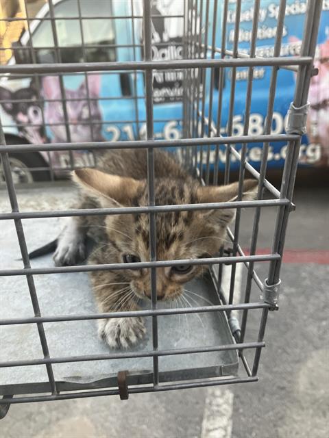 adoptable Cat in Dallas, TX named KITTEN
