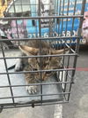 adoptable Cat in  named KITTEN