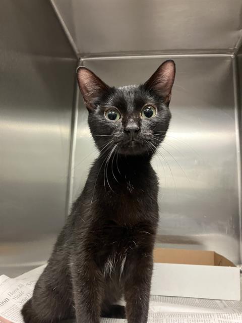 adoptable Cat in Dallas, TX named LINDA