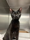 adoptable Cat in  named LINDA