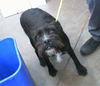 adoptable Dog in dallas, TX named CHESTER