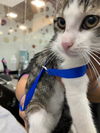 adoptable Cat in  named BOSS