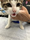 adoptable Cat in  named SISSY