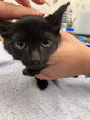 adoptable Cat in  named RUNT