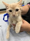 adoptable Cat in  named GOLDEN CHILD