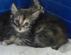 adoptable Cat in dallas, TX named MARIBEL