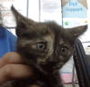 adoptable Cat in dallas, TX named JERRA