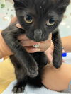 adoptable Cat in  named JAMIE