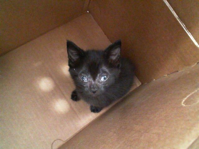 adoptable Cat in Dallas, TX named LUNA