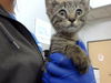 adoptable Cat in dallas, TX named JAX