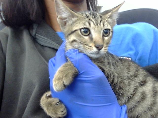 adoptable Cat in Dallas, TX named JASPER