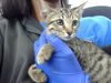 adoptable Cat in dallas, TX named JASPER